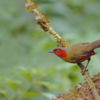 Eaglenest Wildlife Sanctuary, Arunachal Pradesh