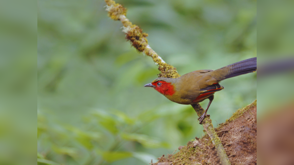 Eaglenest Wildlife Sanctuary, Arunachal Pradesh