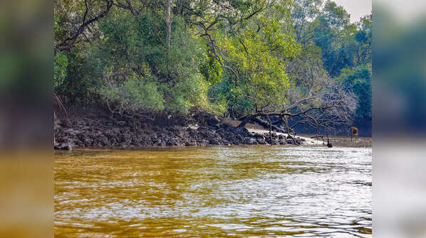 Visit Salim Ali Bird Sanctuary