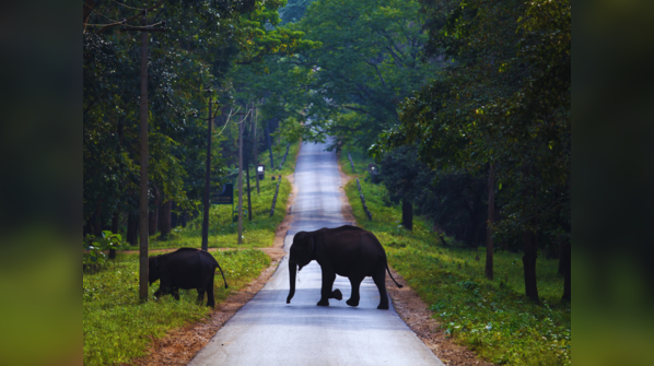 Satpura National Park, Madhya Pradesh