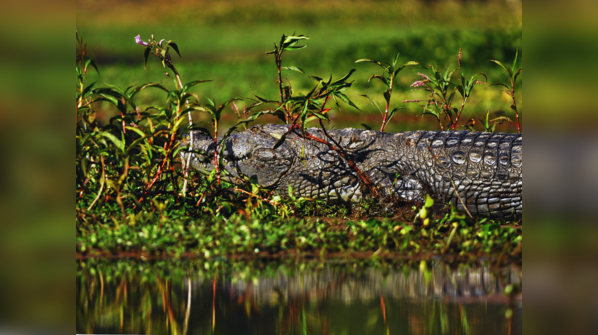 Chambal Sanctuary, Uttar Pradesh