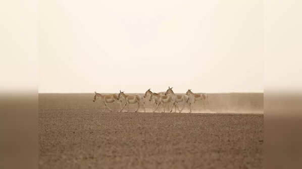 Little Rann of Kutch, Gujarat