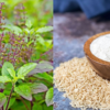 Tulsi and rice flour scrub: To control oily scalp
