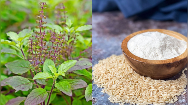 Tulsi and rice flour scrub: To control oily scalp