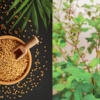 Tulsi and fenugreek hair mask: To strengthen your hair