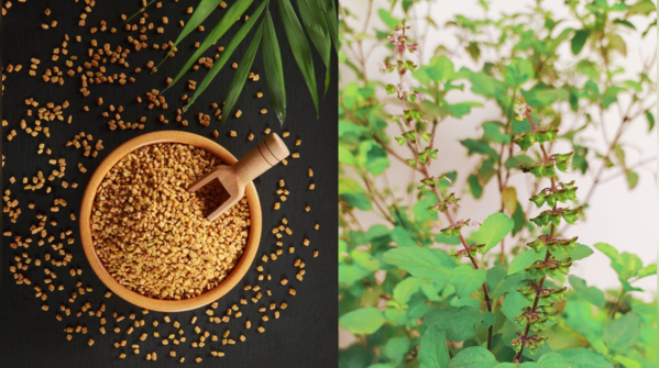 Tulsi and fenugreek hair mask: To strengthen your hair