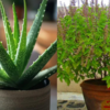 Tulsi and aloe vera hair mask: To control dandruff