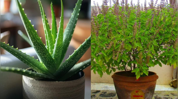 Tulsi and aloe vera hair mask: To control dandruff