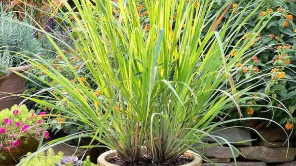 wie schnell wachsen thuja lebensbaum-thuja-occidentalis-brabant-mit-wurzelballen-140-160-cm