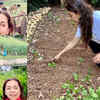 Juhi grows green