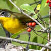 Yellow-Breasted Chat