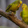 Parakeets