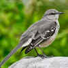 Northern Mockingbird