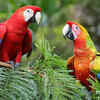 Macaw