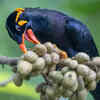 Hill Myna