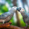 African Grey Parrot