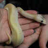 Snake and human friendship 