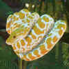 A snake’s nature