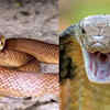 The most venomous ones