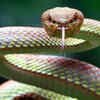 The snake terror 