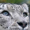 Article image for: <i class="tbold">snow leopard</i>