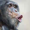 Chimpanzees