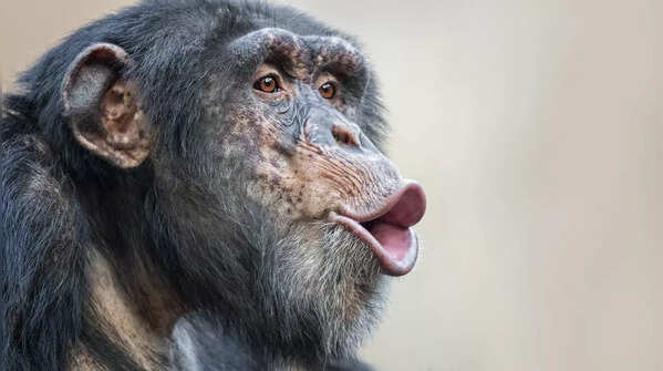 Chimpanzees