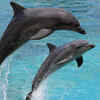 Dolphins 