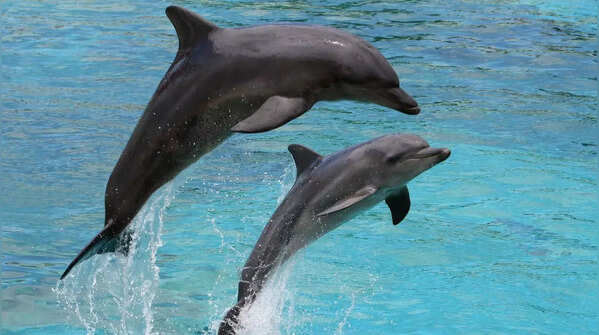 Dolphins