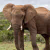 Elephants