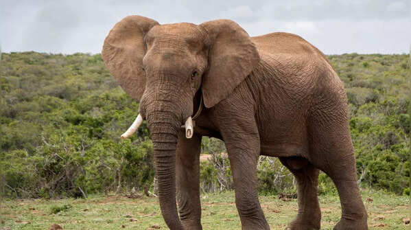 Elephants