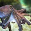 Octopuses
