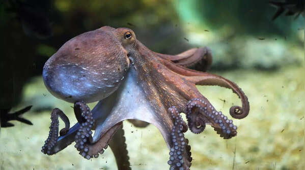 Octopuses