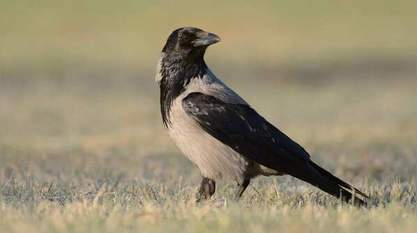 Crows