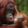 Orangutans