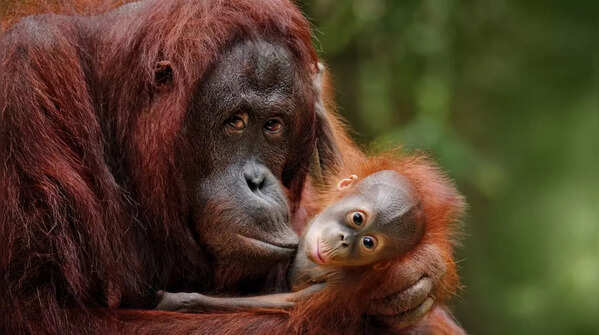 Orangutans