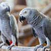 African Grey Parrots