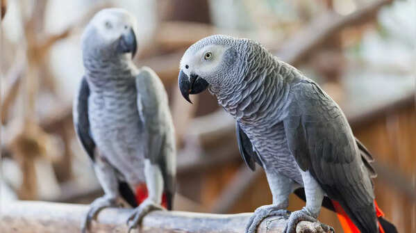 African Grey Parrots