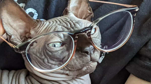 7 wisest animals on the Earth