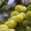  Amla 
