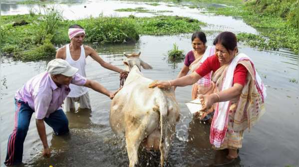 Melodies for cattles