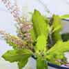 Tulsi leaves