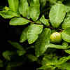 Guava Leaves
