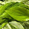 Betel leaves