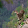 Eravikulam National Park, Kerala