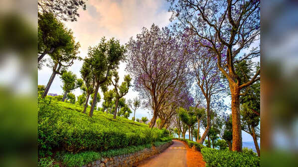Coonoor, Tamil Nadu