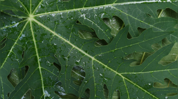 It is a natural remedy for skin problems