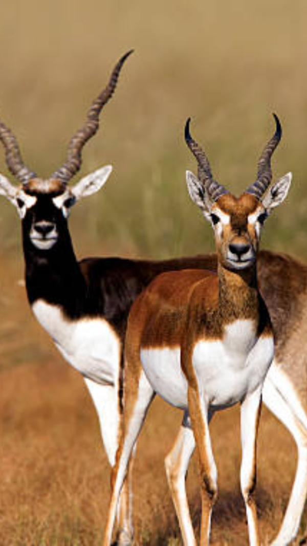 Bucks Photos