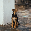 Channapatna dog temple 