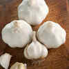 Garlic